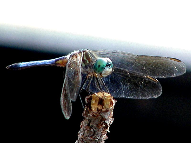 Dragonfly Summer