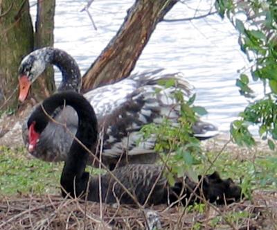 Nesting Swans