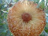 Banksia Close up