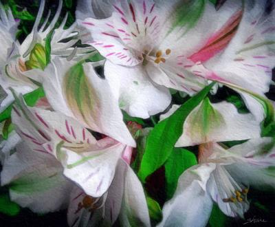 lilies profusion