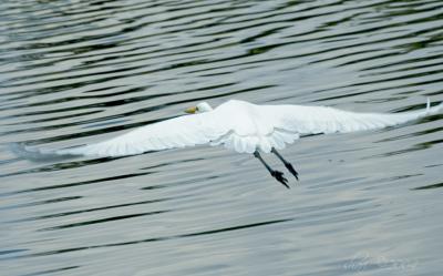 wingspan