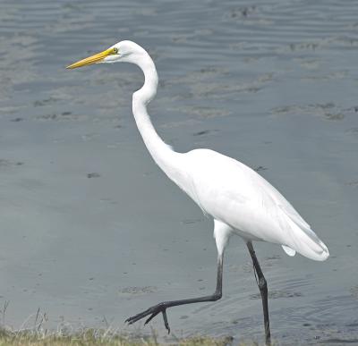 egret strut