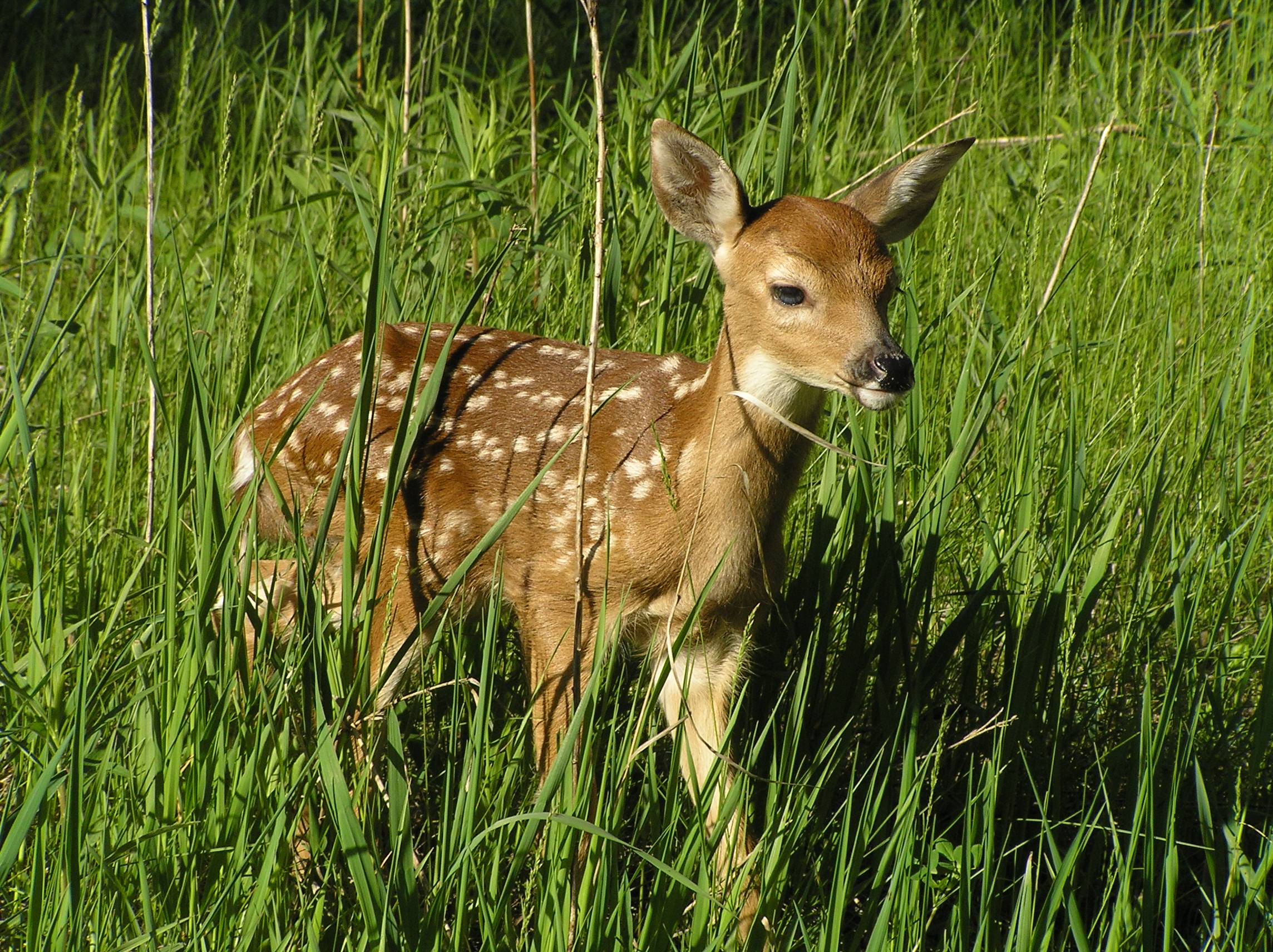 New fawn