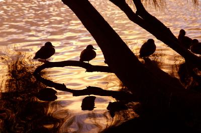 Sunset ducks