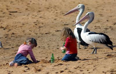 Pelicans and kids