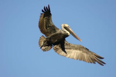 pelican flight