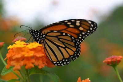  monarch