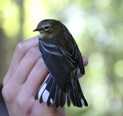  Yellow Rumped Warbler