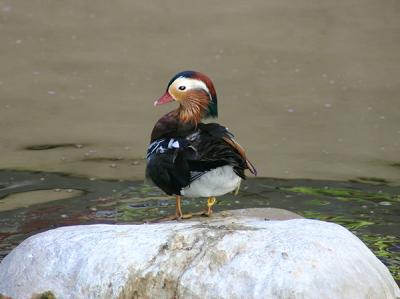 Mandarin duck in Vegas