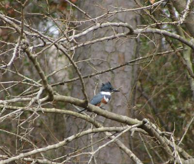 0053 kingfisher 2-18-05.jpg