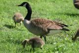 Baby Geese & Adult