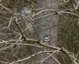 0038 kingfisher 2-18-05.jpg