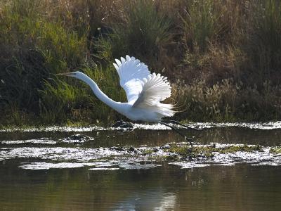 Great Egret _takeoff1.jpg