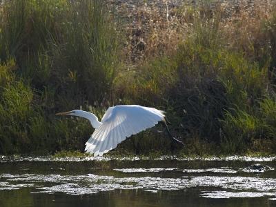 Great Egret _takeoff2.jpg