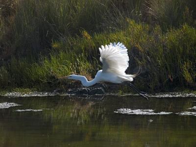 Great Egret _takeoff3.jpg