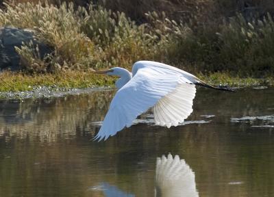 Great Egret _Takeoff4.jpg