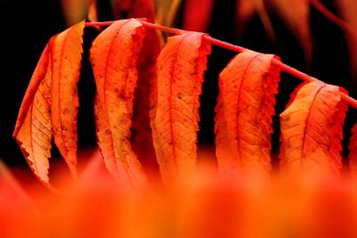 041023 Colors of Fall -001.jpg