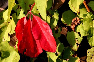 041023 Colors of Fall -003.jpg
