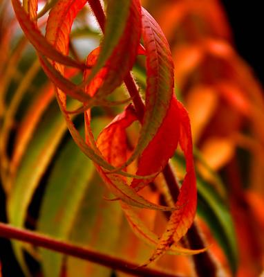 041023 Colors of Fall -005.jpg