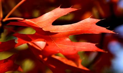 041023 Colors of Fall -008.jpg