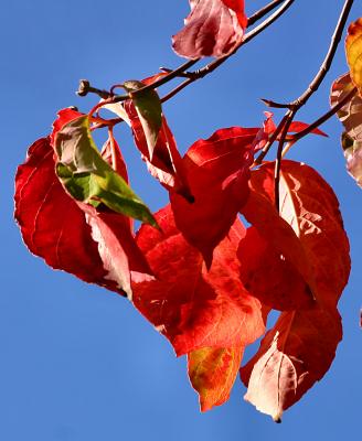 041023 Colors of Fall -011.jpg