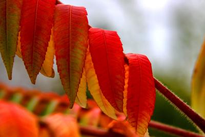 041023 Colors of Fall -012.jpg