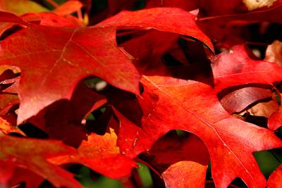 041023 Colors of Fall -019.jpg