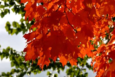 041023 Colors of Fall -022.JPG