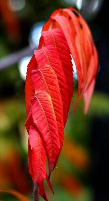 041023 Colors of Fall -024.jpg