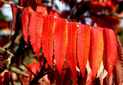 041023 Colors of Fall -028.jpg