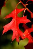 041023 Colors of Fall -007.jpg