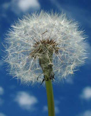 Dandelion