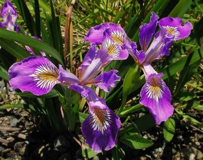 Wild Iris