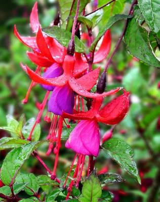 Fuchsia