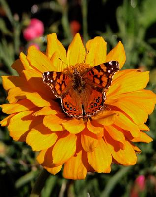 Butterfly On Yellow Zinnia