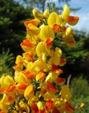 Scotch Broom