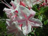 Azalea Blossom