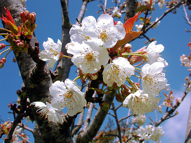 Apple Blossoms