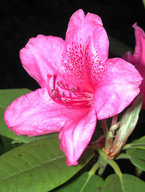 Wild Rhododendron