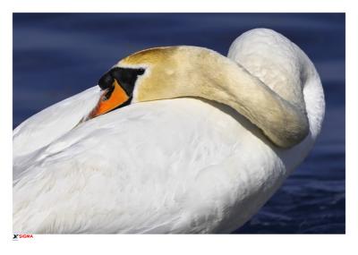 Resting Swan
