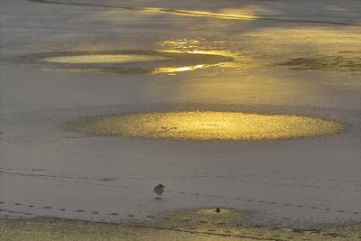 Seagull on frozen lake - Dawn IMG23178.jpg