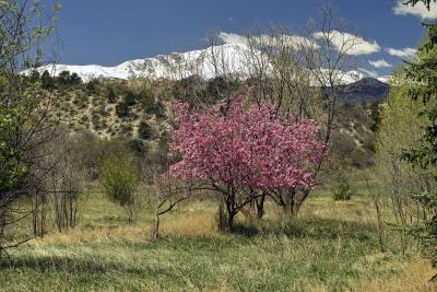 Pikes Peak in Bloom