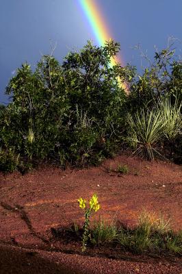 Flower at the end of a Rainbow