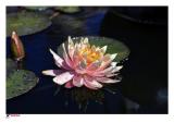 Water Lily