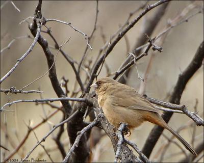 Abert's Towhee