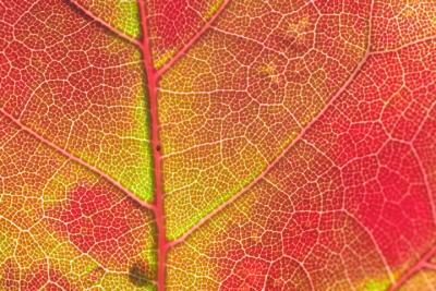 Maple Leaf Macro.jpg