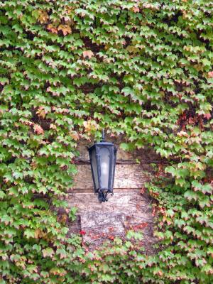 Lighting up the Leaves