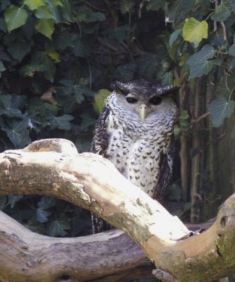 Eagle Owl.