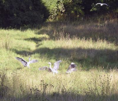 Wild herons.