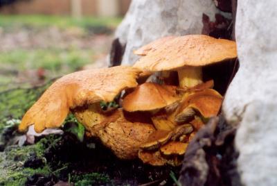 Mushrooms 001.jpg